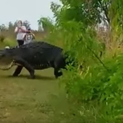 https://imgix.seoghoer.dk/media/article/alligator_1.jpg