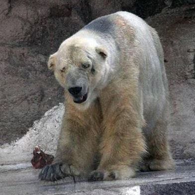 https://imgix.seoghoer.dk/media/article/arturu_polar_bear.jpg