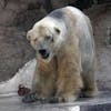 https://imgix.seoghoer.dk/media/article/arturu_polar_bear.jpg