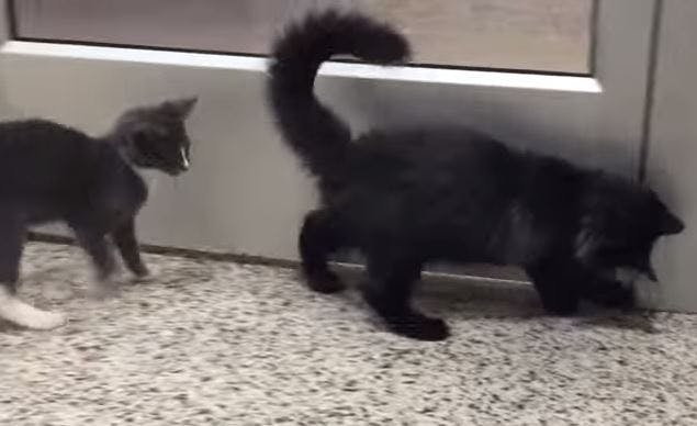 https://imgix.seoghoer.dk/media/article/blind_kat.jpg