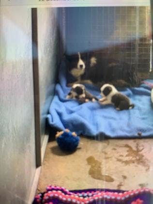 https://imgix.seoghoer.dk/media/article/border_collie.jpg