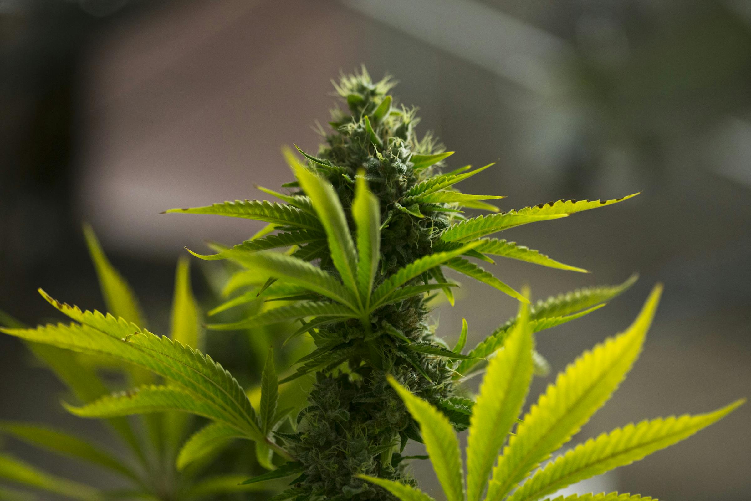 https://imgix.seoghoer.dk/media/article/cannabis.jpg