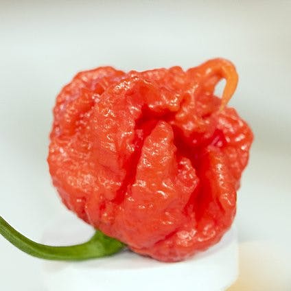 https://imgix.seoghoer.dk/media/article/carolina_reaper.jpg