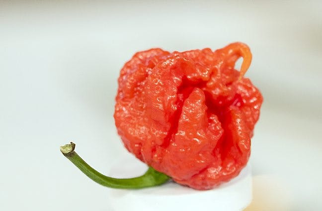 https://imgix.seoghoer.dk/media/article/carolina_reaper.jpg