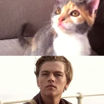 https://imgix.seoghoer.dk/media/article/cat_titanic.jpg