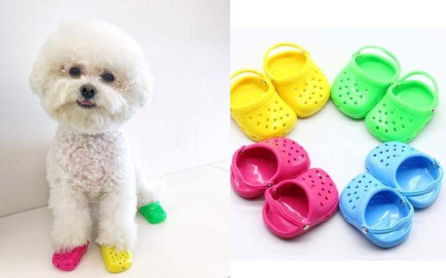 https://imgix.seoghoer.dk/media/article/crocs-dog.jpg