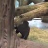 https://imgix.seoghoer.dk/media/article/dreng_og_gorilla.jpg