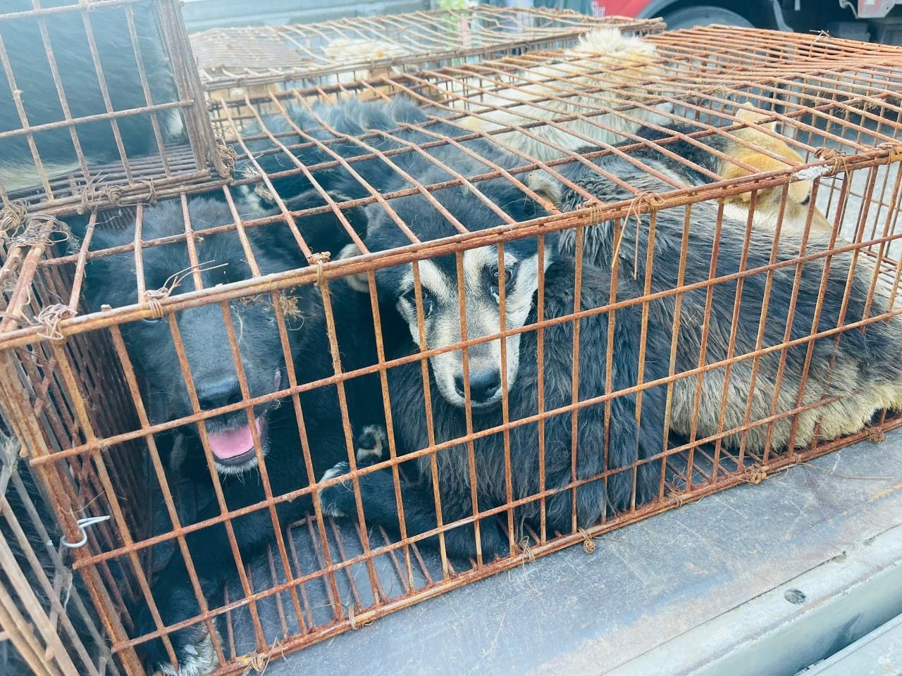 68 hunde reddet fra slagtning til kinesisk hundekødsfestival SE og HØR