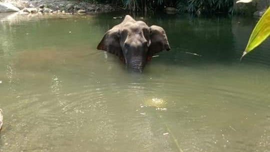 https://imgix.seoghoer.dk/media/article/elefant-keralaforestdepartment.jpg