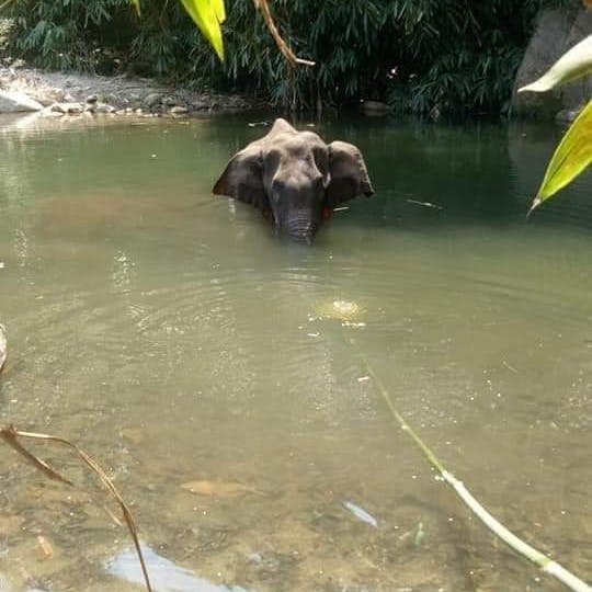 https://imgix.seoghoer.dk/media/article/elefant-keralaforestdepartment.jpg