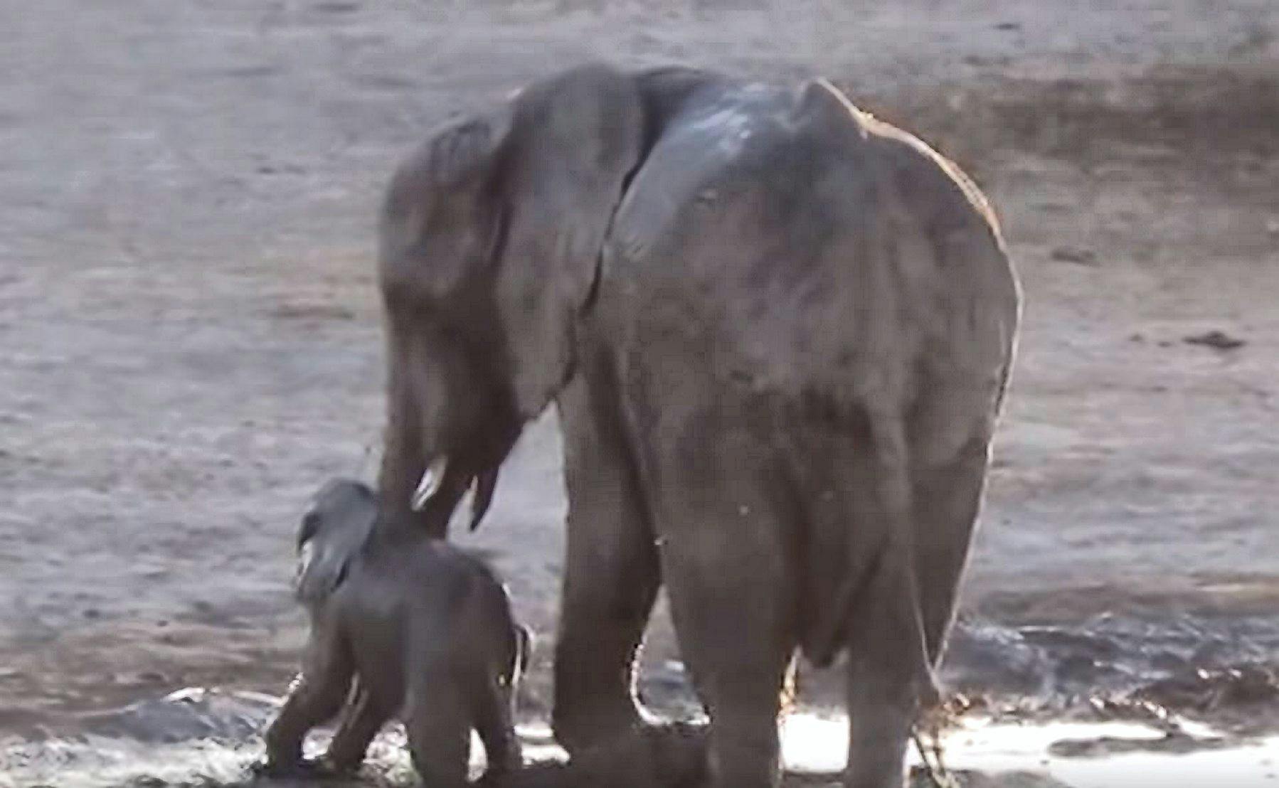 https://imgix.seoghoer.dk/media/article/elefant.jpg