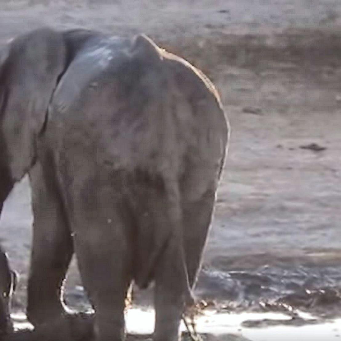 https://imgix.seoghoer.dk/media/article/elefant.jpg