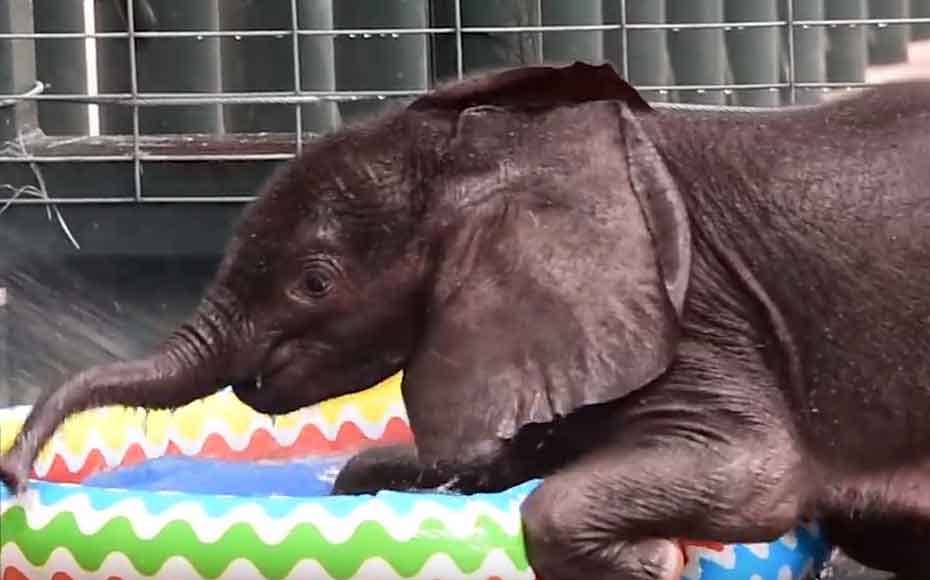 https://imgix.seoghoer.dk/media/article/elefant_0.jpg