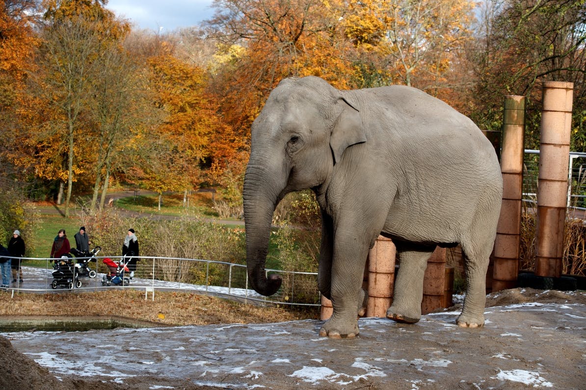 https://imgix.seoghoer.dk/media/article/elefant_efteraar_2.jpg