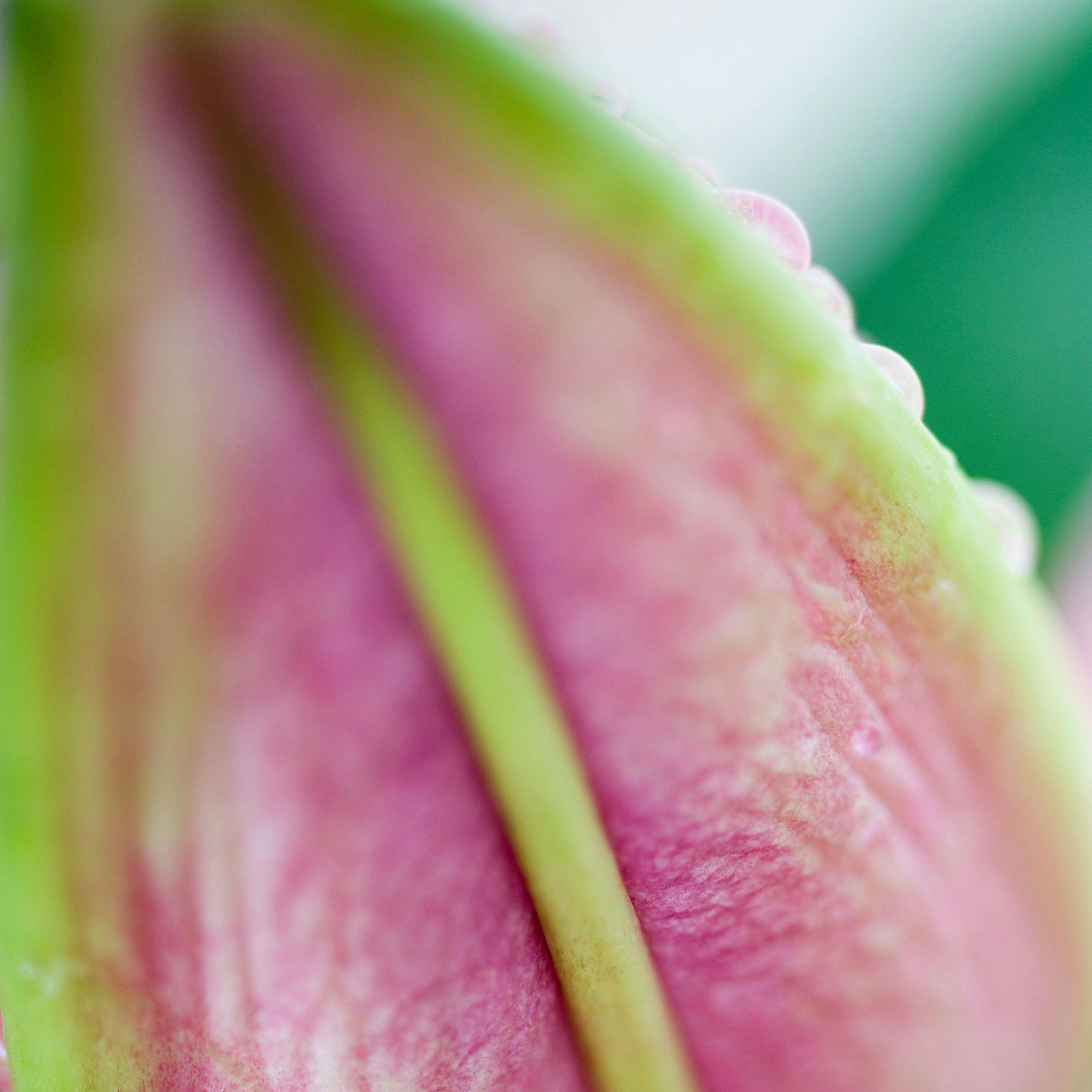 https://imgix.seoghoer.dk/media/article/flower_bud_0.jpg