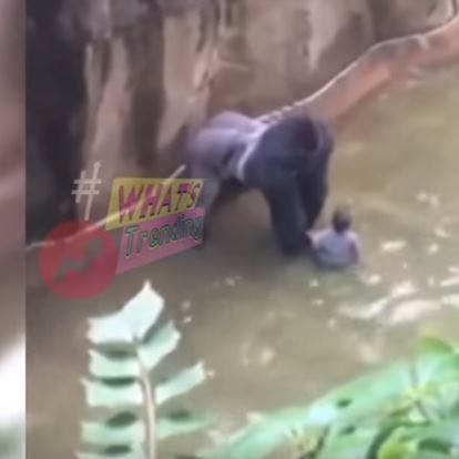 https://imgix.seoghoer.dk/media/article/gorilla.jpg