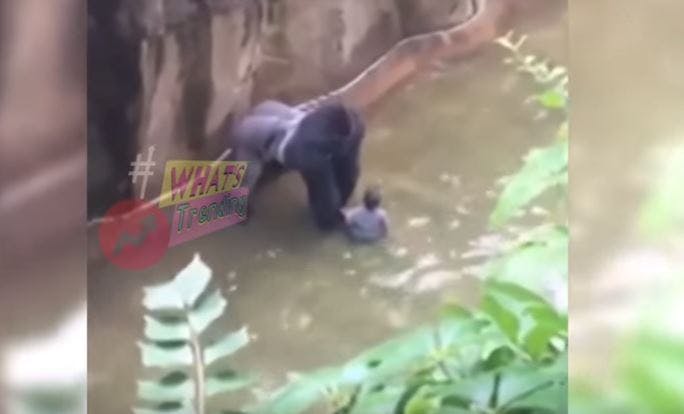 https://imgix.seoghoer.dk/media/article/gorilla.jpg