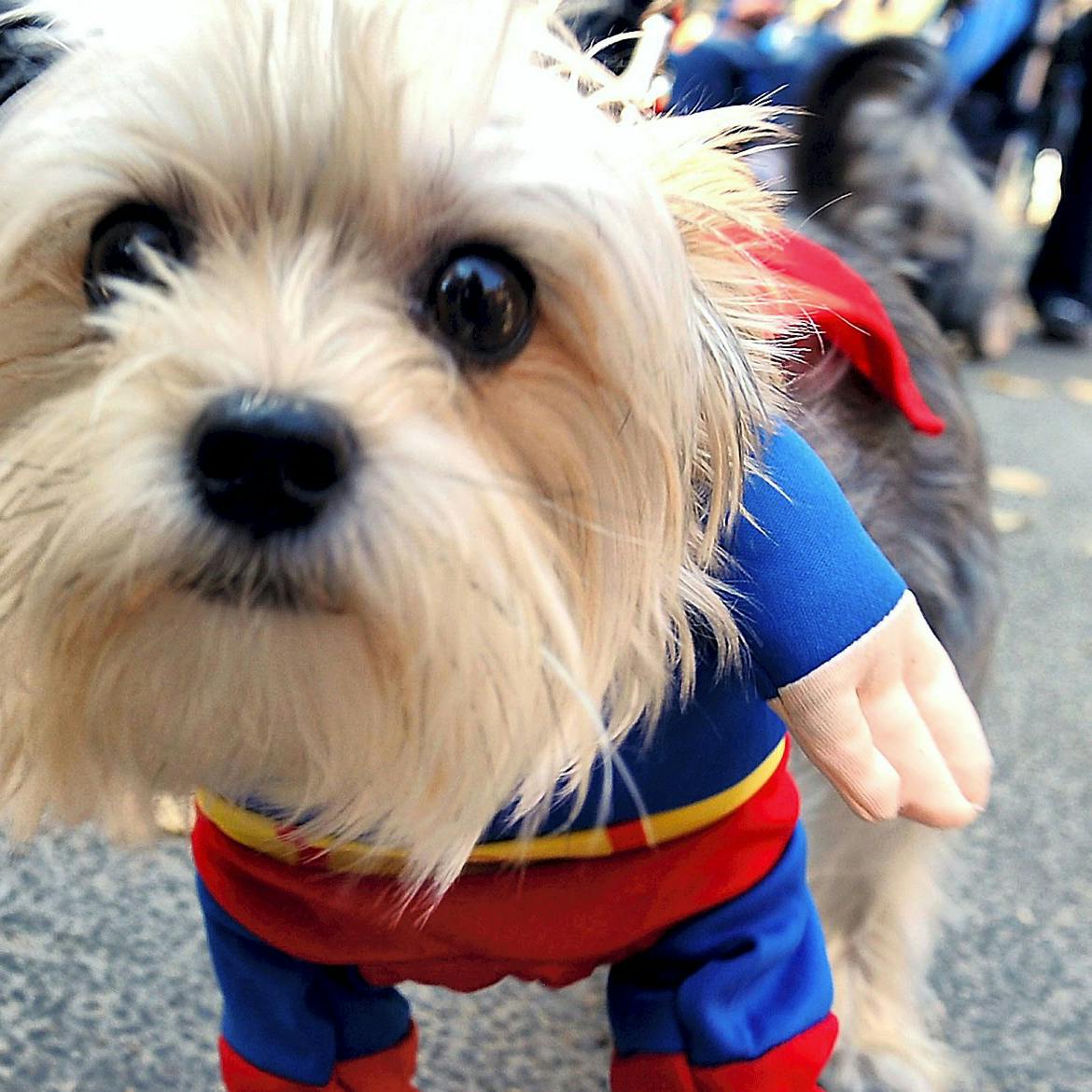 https://imgix.seoghoer.dk/media/article/halloween_hund.jpg