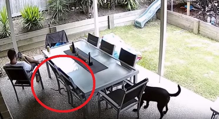 https://imgix.seoghoer.dk/media/article/hund_advarer_ejer_om_farlig_slange_med_roed_cirkel.jpg