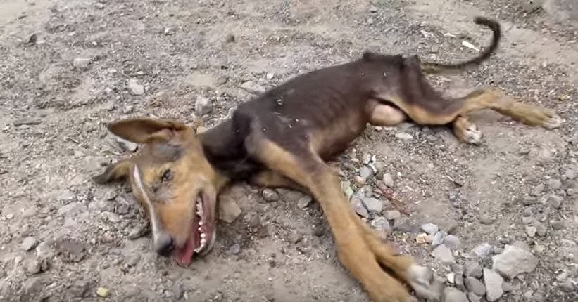 https://imgix.seoghoer.dk/media/article/hund_forvandlet.jpg