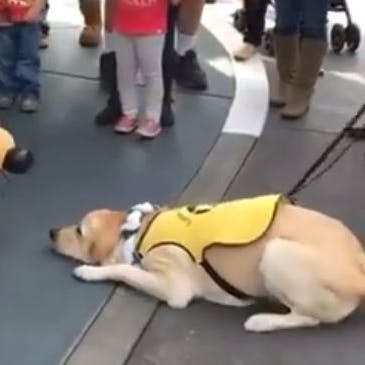 https://imgix.seoghoer.dk/media/article/hund_moeder_disney_hund.jpg