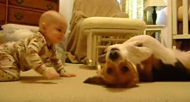 https://imgix.seoghoer.dk/media/article/hund_og_baby_for_foerste_gang.jpg