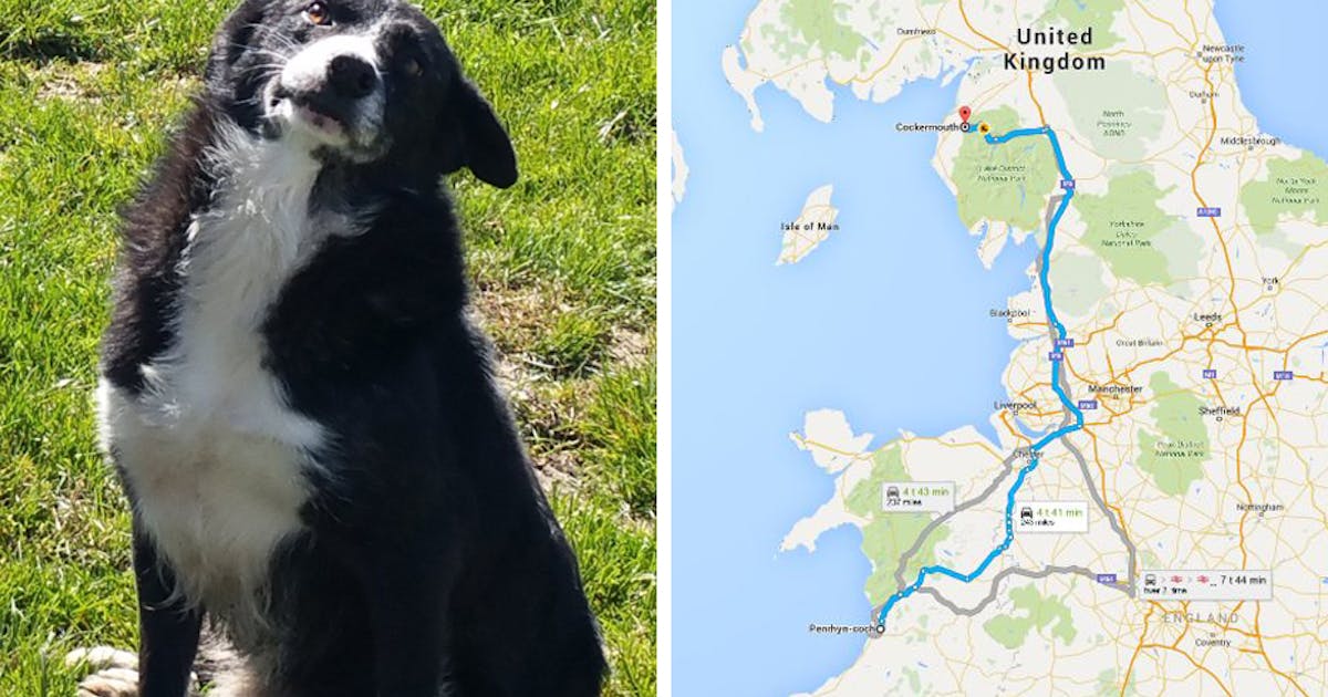 transfusion strække Microbe Hjemsyg hund løber 386 km – finder hjem | SE og HØR