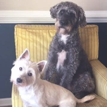 https://imgix.seoghoer.dk/media/article/hunde.jpeg