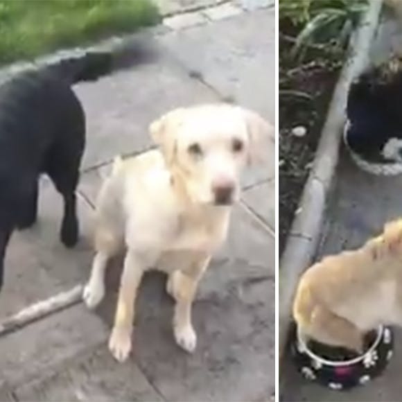 https://imgix.seoghoer.dk/media/article/hunde_front_0.jpg