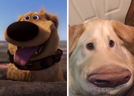 https://imgix.seoghoer.dk/media/article/hunden_fra_op_og_en_labrador.jpg