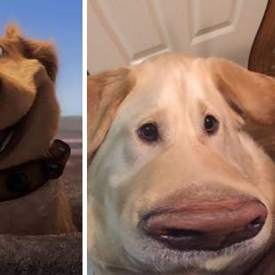 https://imgix.seoghoer.dk/media/article/hunden_fra_op_og_en_labrador.jpg