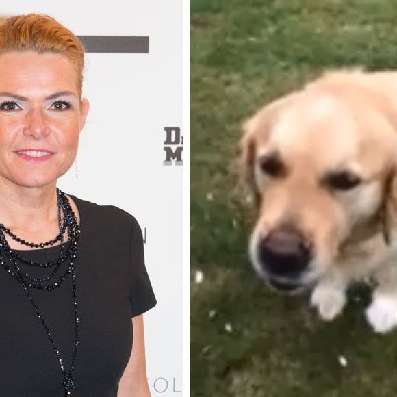 https://imgix.seoghoer.dk/media/article/inger_og_hund.jpg
