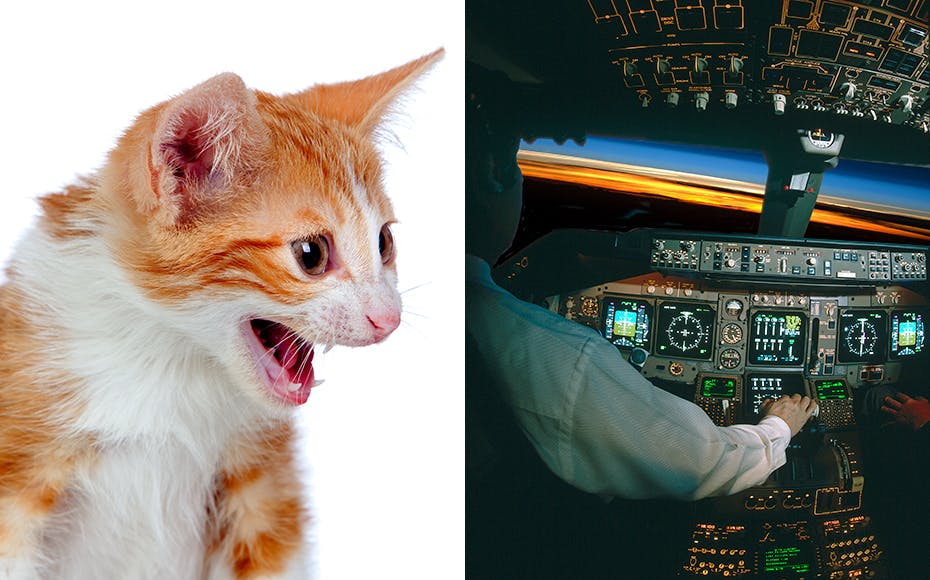 https://imgix.seoghoer.dk/media/article/kat_i_cockpit.jpg