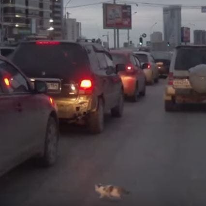 https://imgix.seoghoer.dk/media/article/kattekilling.jpg