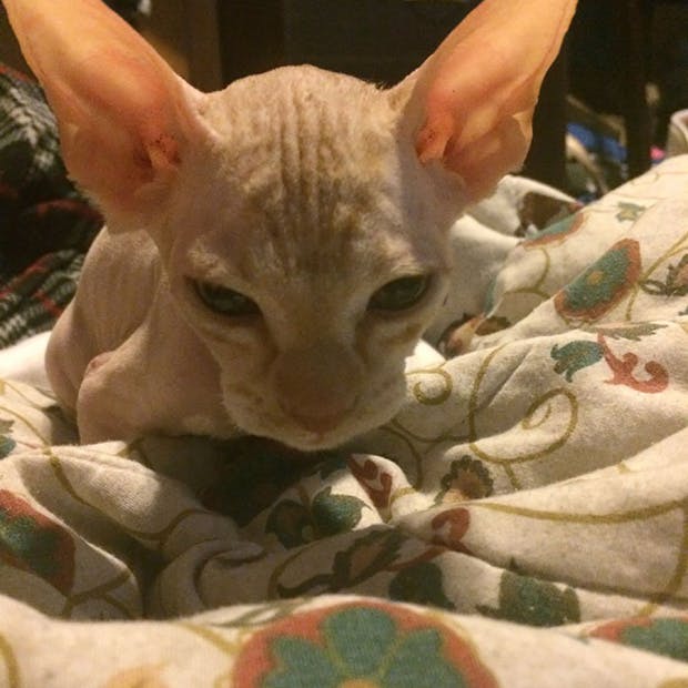 https://imgix.seoghoer.dk/media/article/katten_1.jpg