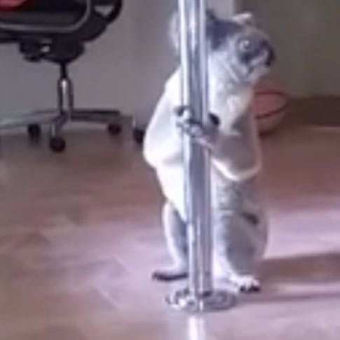 https://imgix.seoghoer.dk/media/article/koala.png