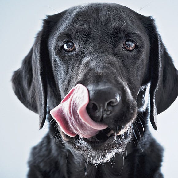 https://imgix.seoghoer.dk/media/article/labrador.jpg