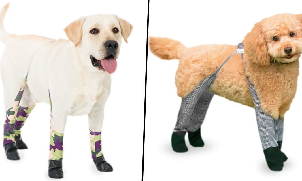 https://imgix.seoghoer.dk/media/article/leggins_til_hunde.jpg