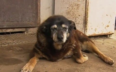 Maggie blev 30 år: Verdens hund er død