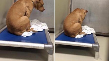 Trist hund troede, den blev adopteret