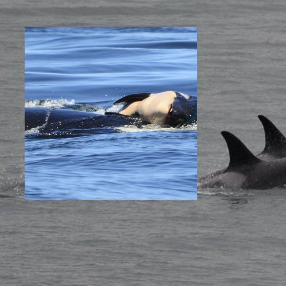 https://imgix.seoghoer.dk/media/article/orca_front.jpg