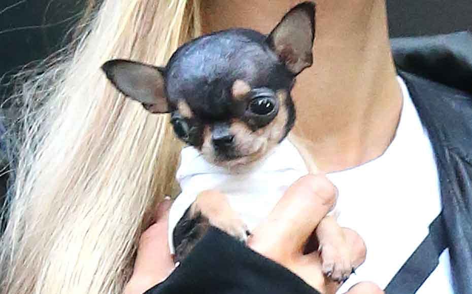 Paris Hilton køber ny mikro-hund til 53.000 SE og HØR
