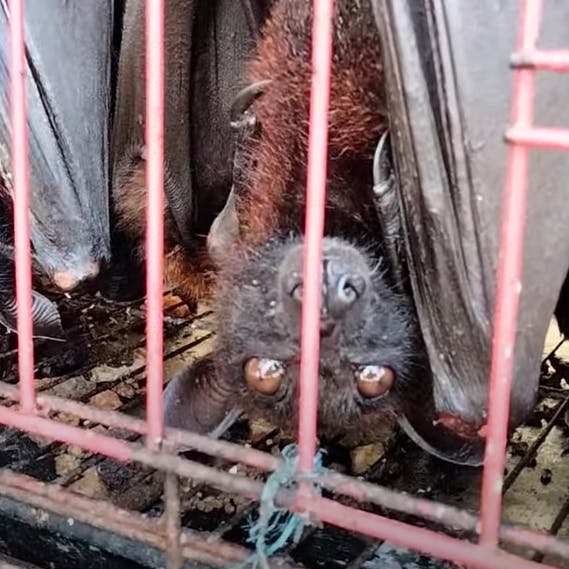 https://imgix.seoghoer.dk/media/article/peta2.png