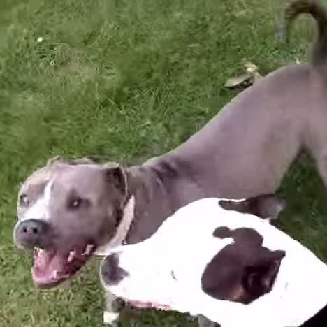 https://imgix.seoghoer.dk/media/article/pitbullhundens.jpg