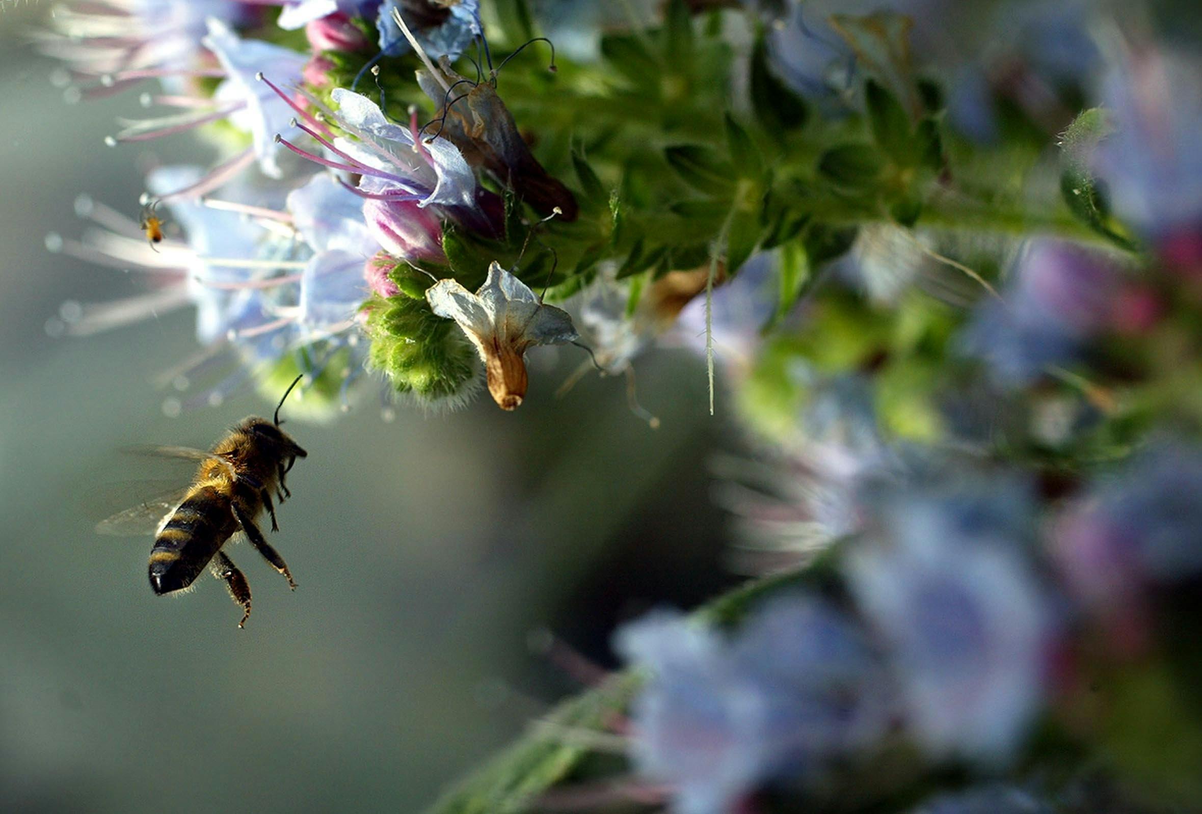 https://imgix.seoghoer.dk/media/article/pollen.jpg