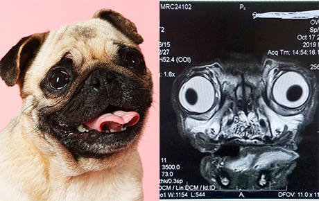 Deler foto af mops MRI-scanner - internettet går amok SE og HØR