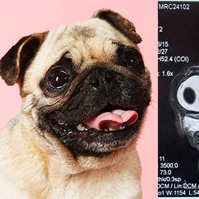https://imgix.seoghoer.dk/media/article/pug_front.jpg
