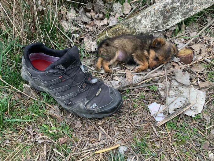 https://imgix.seoghoer.dk/media/article/puppy-abandoned-like-garbage-has-only-an-old-sneaker-to-protect-itself-611a0cc9c8d2a_700.jpg