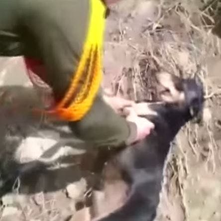 https://imgix.seoghoer.dk/media/article/redder_hund.jpg