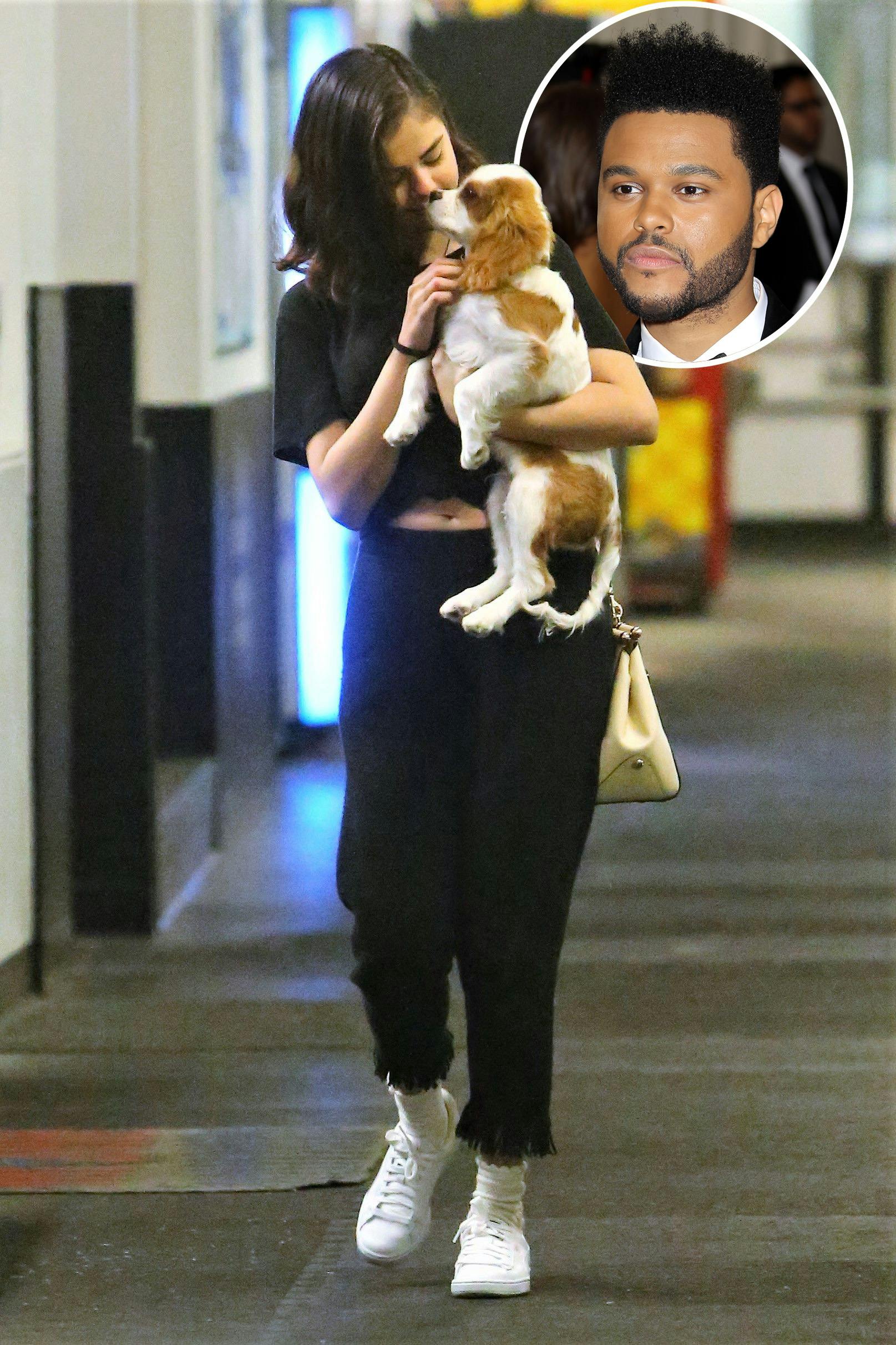 https://imgix.seoghoer.dk/media/article/selena-theweeknd-hund.jpg